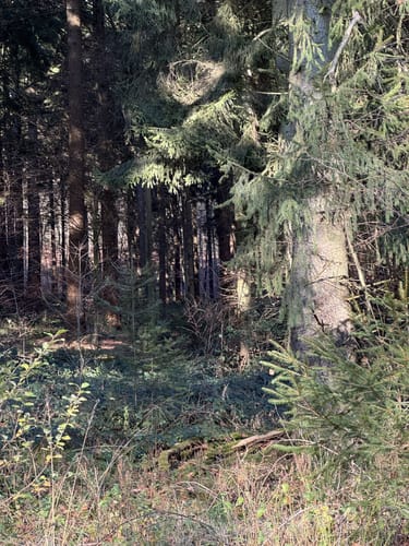 Durch den Wald bei Vahle