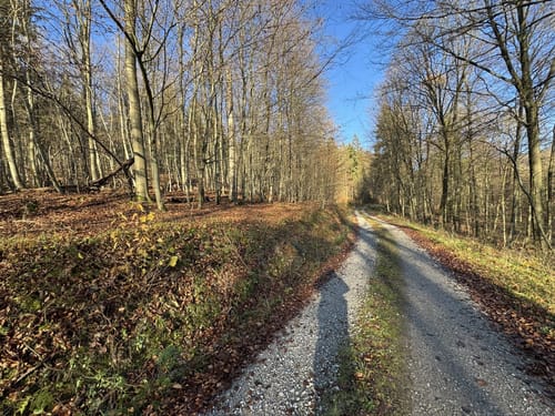 Durch den Wald bei Vahle