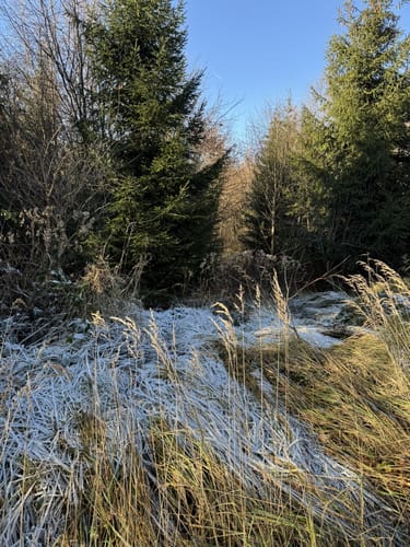 Durch den Wald bei Vahle