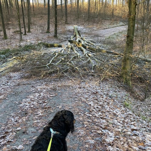Hagebuttenrunde