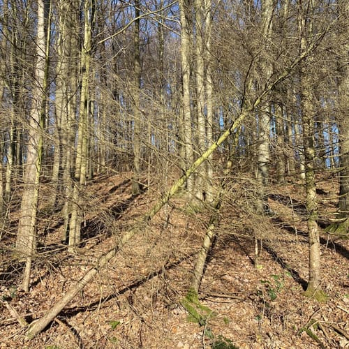 Hagebuttenrunde