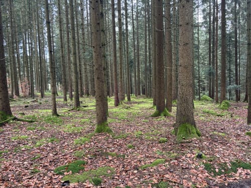 Von Bärmannsried entlang des Regen