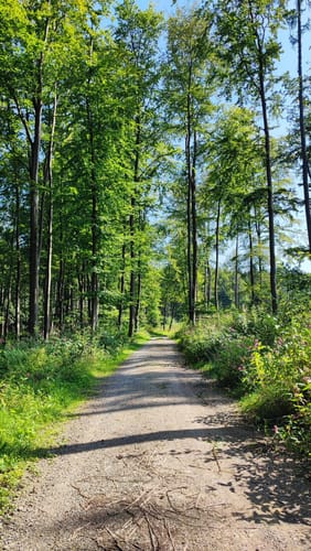 Kaufunger Wald: Rundweg 14 - Königs-Alm