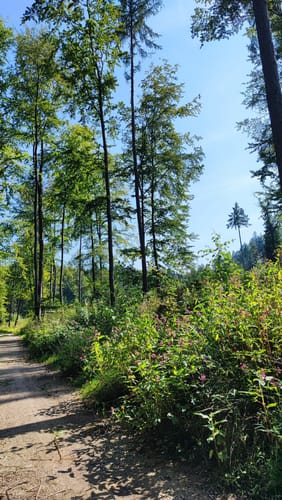 Kaufunger Wald: Rundweg 14 - Königs-Alm
