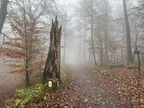 Königstuhl - Heidelberg Wanderweg 9