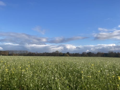 Wanderweg W14: Lathen - Oberlangen - Niederlangen