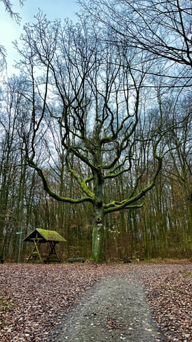 Söder Runde