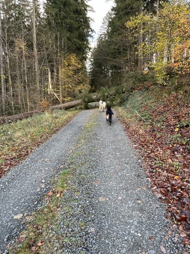 großer Rundweg (Farschweiler)
