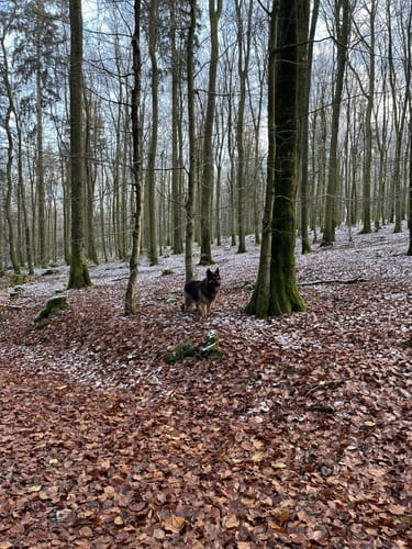 großer Rundweg (Farschweiler)