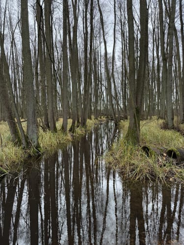 Um den Ivenacker See
