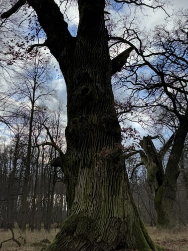 Um den Ivenacker See