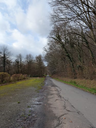 Durch den Konzer Wald