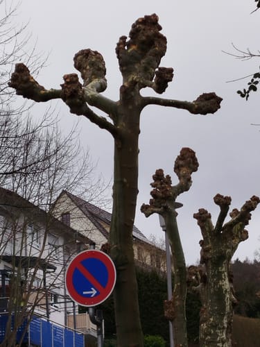 Bad König 6: Momart-Weg