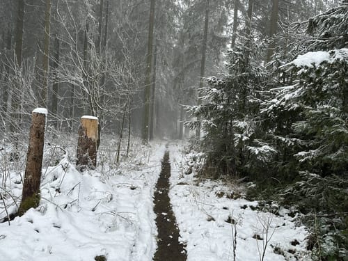 Moore-Pfad Schneifel (Premiumwanderweg)