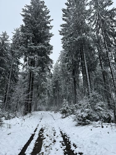 Moore-Pfad Schneifel (Premiumwanderweg)