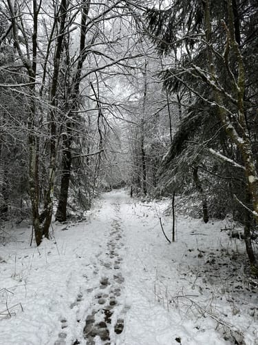 Moore-Pfad Schneifel (Premiumwanderweg)