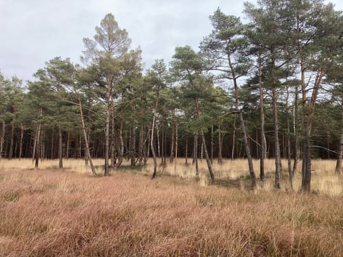 Otternhagener Moor und Moorlehrpfad