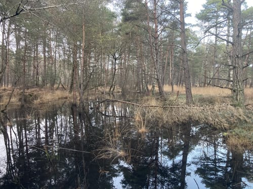 Otternhagener Moor und Moorlehrpfad