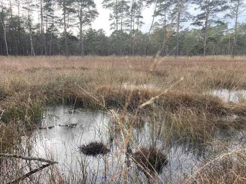 Otternhagener Moor und Moorlehrpfad
