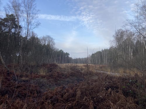 Otternhagener Moor und Moorlehrpfad