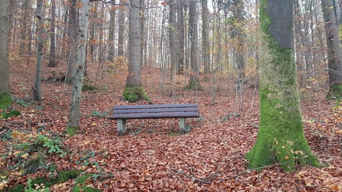 Buchwald-Weg Meckesheim