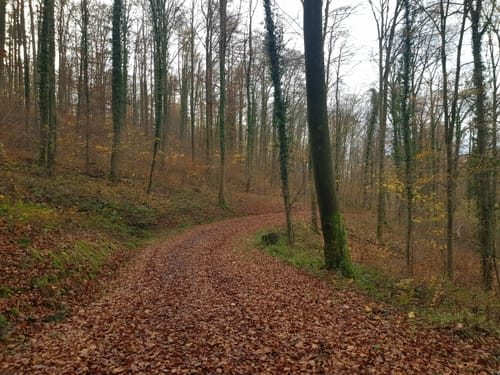 Buchwald-Weg Meckesheim