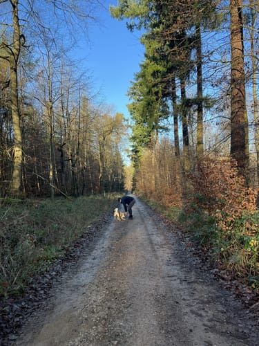 Durch den Fürstenwald
