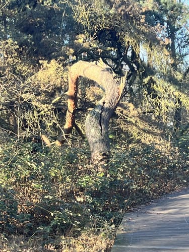 Durch die Schwanheimer Düne