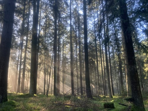 Schankweiler (Naturpark Südeifel Wanderweg 52)