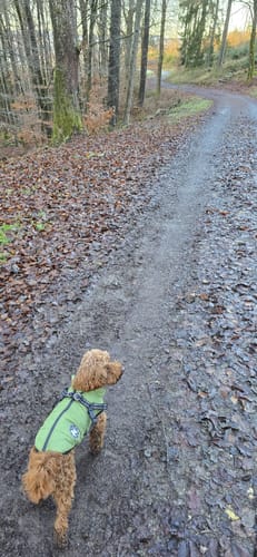 Bismarckeiche Rundweg A4 (Rund um Meiswinkel)