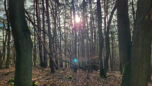Zu den Sandsteinbrüchen am Burzelberg