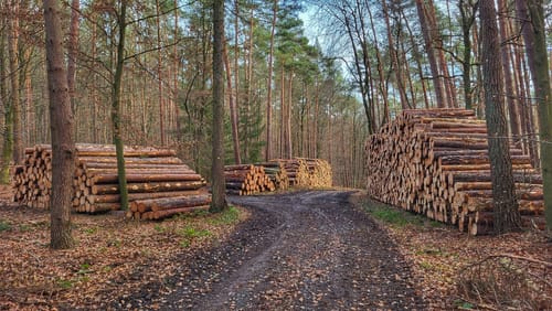 Zu den Sandsteinbrüchen am Burzelberg