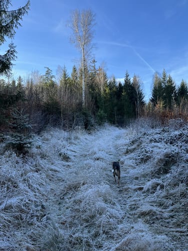 Forellensteig - Gendarm - Spitzbub