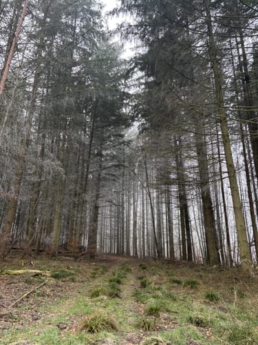 Rundwanderweg Messel 1: Urpferdchen-Weg