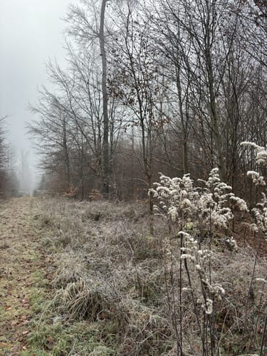 Rundwanderweg Messel 1: Urpferdchen-Weg