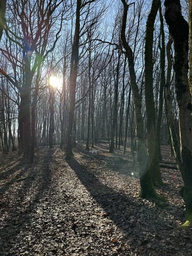 Nahequelle-Pfad (Premiumwanderweg)