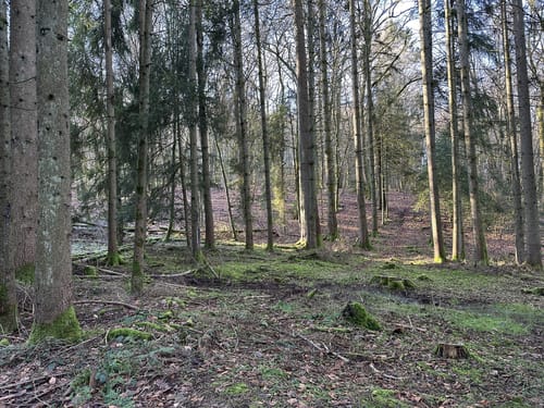 Nahequelle-Pfad (Premiumwanderweg)