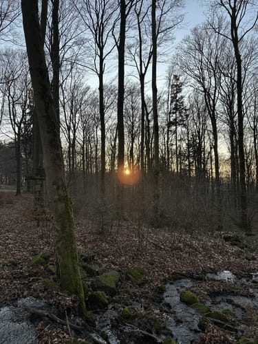 Hoher Meißner P1 (Premiumwanderweg)