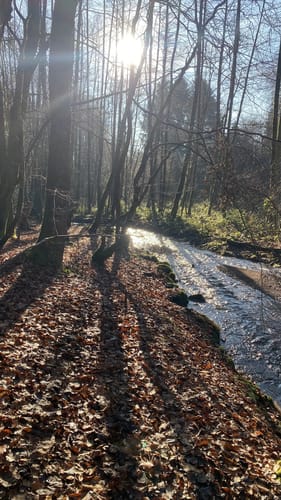 Der Bergener (Traumschleife)