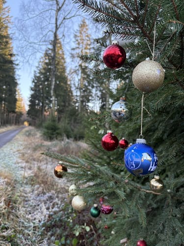 Naturparktrail Südteil-Schwalenberger Wald und Mörth