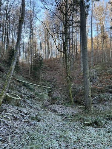 Urbacher Wanderweg 6: : Rund um den Köshof