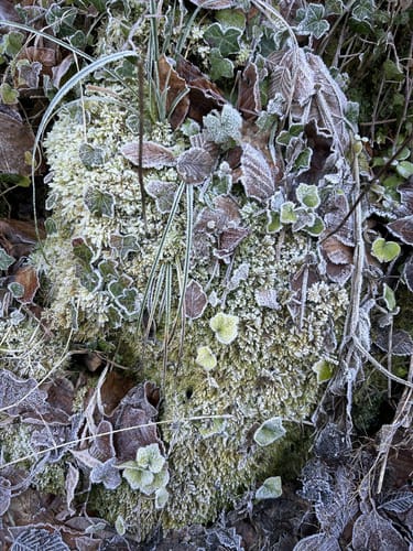 Urbacher Wanderweg 6: : Rund um den Köshof
