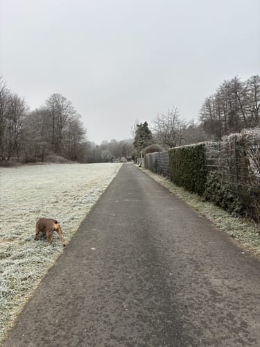 Das grüne Eichenblatt: Langenhain-Ziegenberger Waldweg