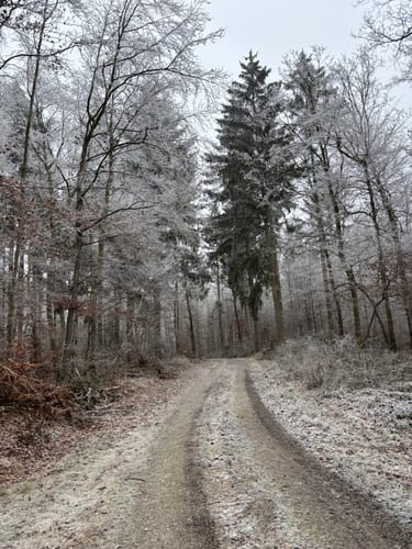 Das grüne Eichenblatt: Langenhain-Ziegenberger Waldweg