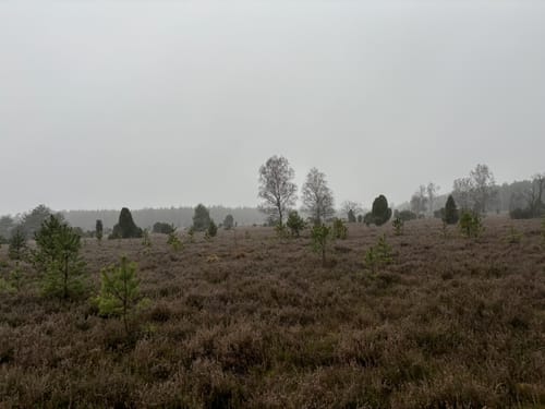 Südheide 'Kieselgur - das Gold der Heide' W5l (lange Tour)
