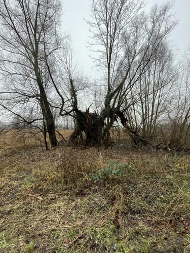 Entlang der Lesum