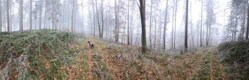 Rundwanderweg Seeheim-Jugenheim Friedensquelle 6: Galgen-Weg