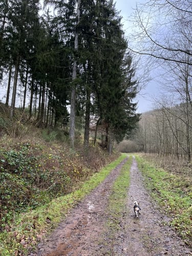 Olef nach Golbach über Broich