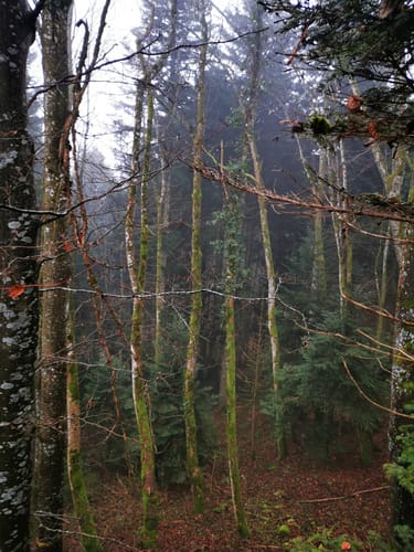 Über Lochenhörnle - Hoher Fels - Gespaltener Fels - Lochenstein
