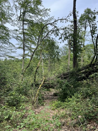 Erlebniswege Sieg: Der Holzweg